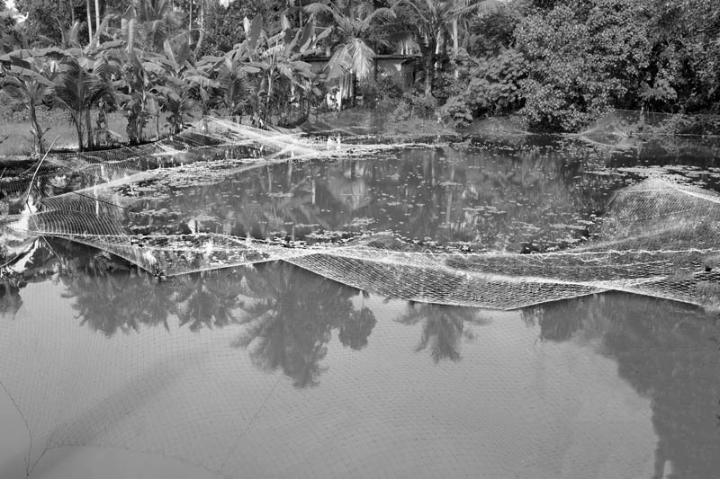 A fish farm in Kuttanad Wetlands in Alappuzha district, Kerala